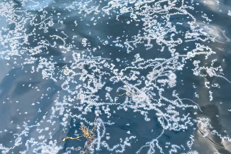 Bilde av perlesnormaneter, samlet inn via nettsiden Dugnad for havet. Foto: Havforskningsinstitiuttet